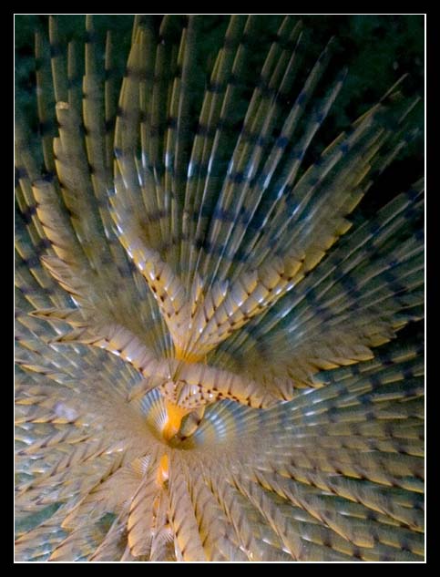 CRW_2460p