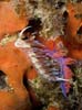 Cratena peregrina 10