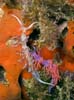 Cratena peregrina 11