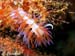 Cratena peregrina 3