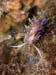 Cratena peregrina 4