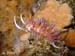 Cratena peregrina 5