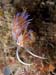 Cratena peregrina 6