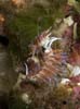 Cratena peregrina 7