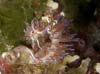 Cratena peregrina 8