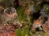 Cratena peregrina 9