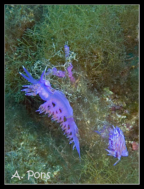 Flabellina affinis 05