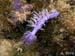 Flabellina affinis 01