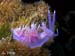 Flabellina affinis 02