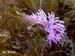 Flabellina affinis 03