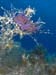 Flabellina affinis 04