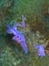 Flabellina affinis 05