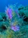 Flabellina affinis 06