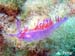 Flabellina affinis 07