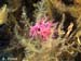 Flabellina affinis 08