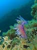Flabellina affinis 10