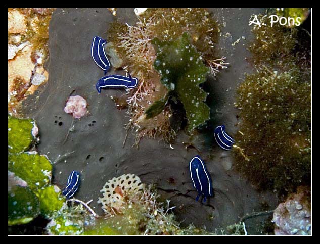 Hypselodoris orsinii 1