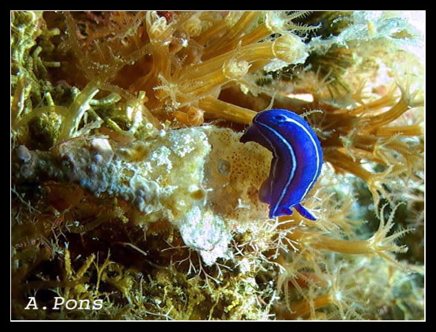 Hypselodoris orsinii 2