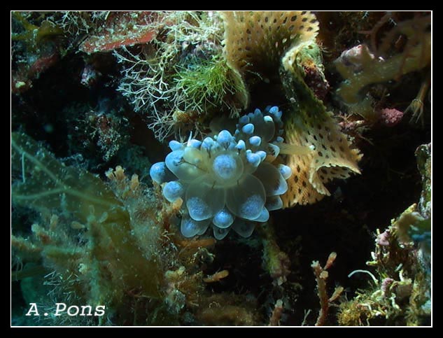 Janolus cristatus 7