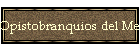 Opistobranquios del Mediterrneo