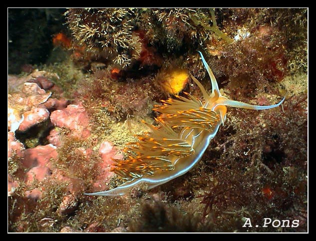 Dondice banyulensis 1
