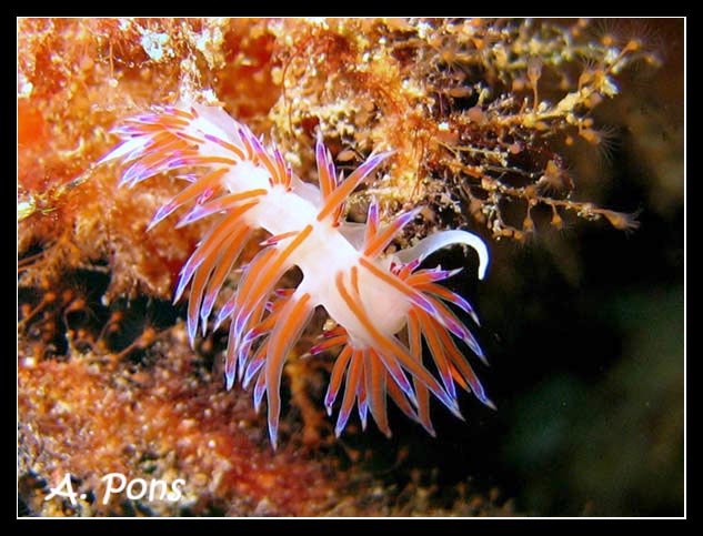 Cratena peregrina