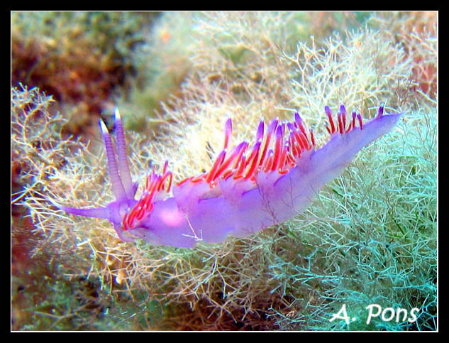 Flabellina affinis