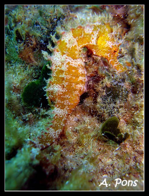 Hippocampus ramulosus 3p