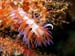 Cratena peregrina