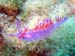 Flabellina affinis