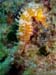 Hippocampus ramulosus 3p