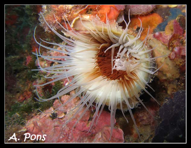 Cerianthus menbranaceus