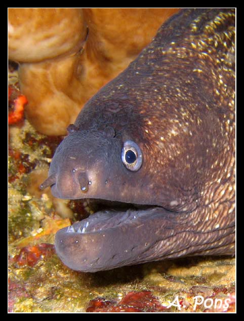 Muraena helena 1