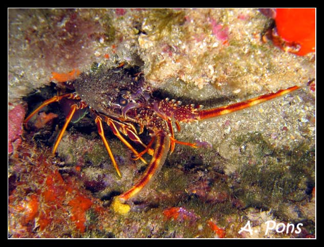 Palinurus elephas