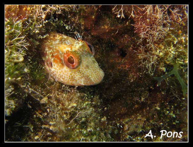 Parablennius pilicornis