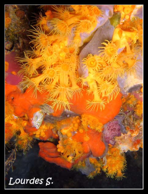 Parazoanthus axinellae