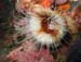 Cerianthus menbranaceus