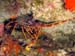 Palinurus elephas